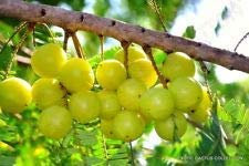 HYLLANTHUS Emblica grosella espinosa india amla árbol frutal exótica rara semilla 5 Semillas