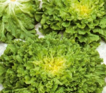 Pcs - 30x Endive Mikado Rz Numéro Cinq 2 - Endive Légumes Graines KS439 - Seeds & Plants Shop by Ipsa