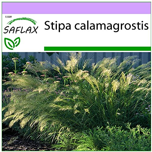 SAFLAX - Feather Grass/Pheasant's Tail Grass - 50 Seeds - Stipa calamagrostis