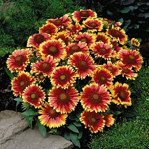 NO-GMO 80 semi, fiore tagliato coperta indiana Fiore Gaillardia per il giardino domestico Erboom semi