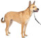PetSafe Sanfter Führer Halsband mit Trainings-DVD