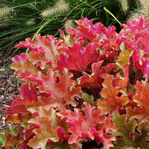 Heuchera Marmelade Korallen Glockenblumen Stauden Gartenpflanzen Blühende Pflanze im Topf