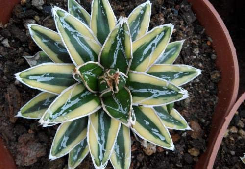 Bloom Green Co. 50PCS fresco al 100% reale Agave americana Semillas – Sementes BonsaïPianta succulenta (Long-lei-lan): 2