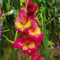 bulbi di gladiolo perenni resistenti - decorazione da giardino per esterni serie di piante rare piante resistenti all'inverno per balconi amiche piante perenni resistenti 10pcs