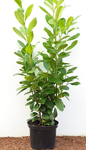 Kirschlorbeer Prunus laurocerasus Novita 80-100 cm winterhart immergrün | 50 Stück, dichter Sichtschutz, schnittverträglich, robust, halbschattig bis sonnig, ideal für Formhecken im Garten