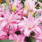 Lilium martagon zwiebeln,Winterharte,lilien im topf,lilie riesen,lilien deko,lilien zwiebeln forever susan,lilie,duft lilien,lilien knollen,lilien zwiebeln winterhart mehrjährig.-2 zwiebeln-B