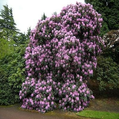 50 Halb - Halb Rhododendron Fortunei Bush (Rhododendron Fortunei)