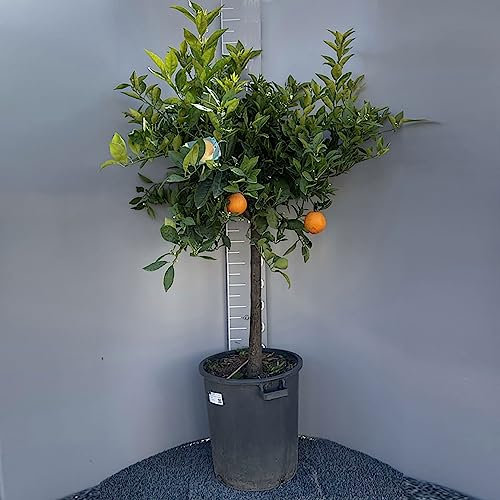 SAVINI VIVAI Pianta di Arancio Albero Agrumi Arancio Valencia in Vaso da 42 cm Altezza 180-200 cm 7-8 Anni di innesto Made Italy