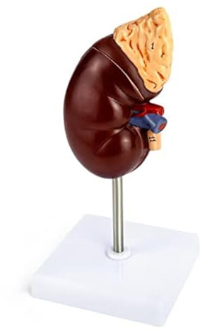 Sefdrert Kidney Model 2 Parts Showing Internal Structure A Kidney Human Anatomy Replica for Doctors Educational Tool