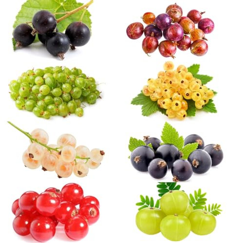 semillas de grosella - grosellas - semillas de grosella semillas de frutas, plantas resistentes al invierno para balcones plantas columnares de balcón frutal plantas de interior, 250pcs