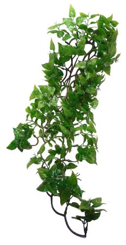 Komodo Philodendron Plant, 60 cm, Green