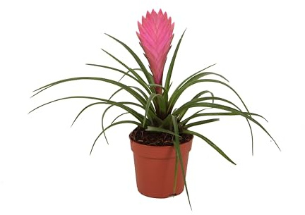 Exotenherz Tillandsia Cyanea - blühende Luftnelke - 7cm Topf - 15cm hoch