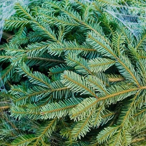 50 pcs nordmanntanne zum pflanzen samen - echte pflanzen für drinnen Tannenbaum Samen luftreinigende zimmerpflanzen winterharte pflanzen für den garten winterharte pflanzen für garten
