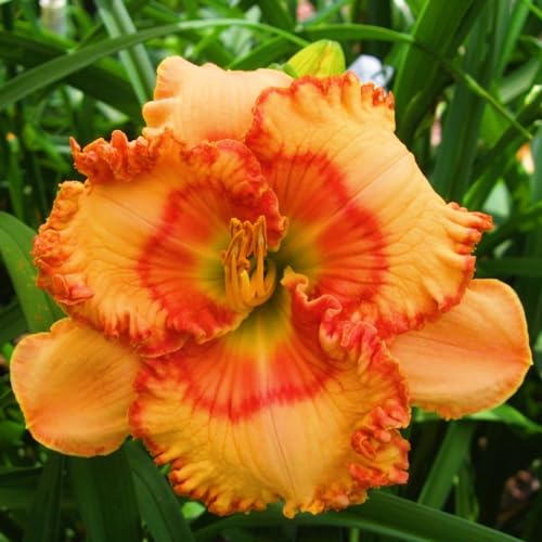 Taglilienzwiebeln-Winterhart MehrjäHrig,Taglilien Zwiebeln Winterhart MehrjäHrig,Taglilien Pflanzen,Hemerocallis Knollen,Winterharte Stauden,Bonsai Pflanze-5zwiebeln-b