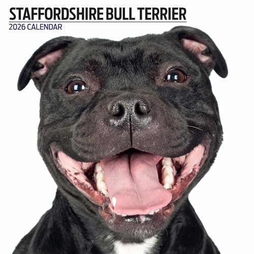 Staffordshire Bullterrier 2026 Moderner Kalender