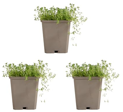 Bloomique - 6er - Set - Thymus albiflorus - Kriechender Thymian - Winterhart - Mehrjährig - Bodendecker - Immergrün - Höhe 10-20 cm - Topf 9 cm