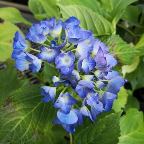 Sustrato para Hortensias y Plantas Ácidas 5 Litros Floración Prolongada