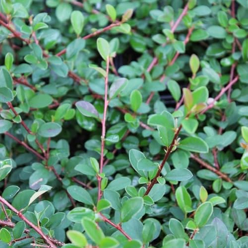 24 x Teppichmispel Radicans 'Eichholz' - Cotoneaster radicans 'Eichholz' Topf 9x9cm, für 3m² : Immergrüner Bodendecker mit leuchtend roten Beeren
