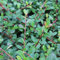 24 x Teppichmispel Radicans 'Eichholz' - Cotoneaster radicans 'Eichholz' Topf 9x9cm, für 3m² : Immergrüner Bodendecker mit leuchtend roten Beeren