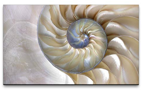 Paul Sinus Art Bilder XXL Muschel 120x70cm Wandbild auf Leinwand