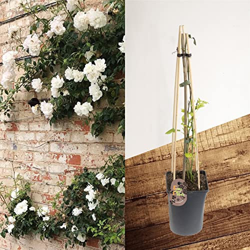 Blue Magic Design 1 Fragrant Outdoor Climbing Rose Bush in pot Flower Garden Plant Shrub - White