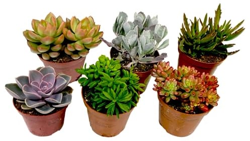 Plant in a Box - Miscela di Mini Succulente - Miscela di 6 Pezzi di Succulente - Piante Vere - Decorative e Facili da Curare - Vaso 5,5cm - Altezza 5-10cm