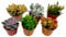 Plant in a Box - Miscela di Mini Succulente - Miscela di 6 Pezzi di Succulente - Piante Vere - Decorative e Facili da Curare - Vaso 5,5cm - Altezza 5-10cm