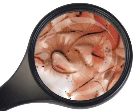 Lebendfutter 5X 90 ml Artemia Salinenkrebse Futter für Axolotl, Zierfische