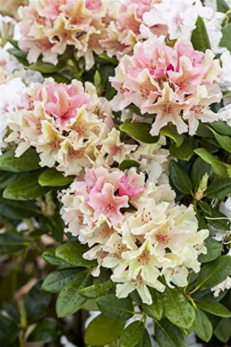 Rhododendron yakushimanum 'Percy Wiseman' 25-30 cm – Winterhart, Immergrün, Pflegeleicht – Rhododendron – Zierstrauch für Garten & Kübel