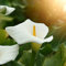 Hardy Calla Bulbos Flores De JardíN Plantas De BalcóN Calla Lily Bulbos De Flores Perenne Hardy BalcóN Flores JardíN Al Aire Libre DecoracióN Plantas ExóTicas 5 Bulbos De Cala Blanco