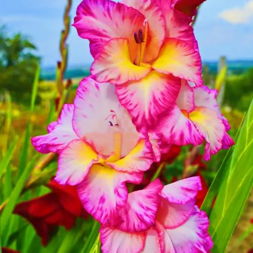 Gladiolenknolle-Winterhart MehrjäHrig,Gladiolen Zwiebel,Gladiolen Knollen,Gladiolen Zwiebeln Winterhart,Gladiolen Blumenzwiebeln,Bonsai Pflanze-5zwiebeln-a