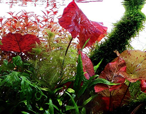 Tropica Aquarium Pflanze Nymphea Lotus Tigerlotus Wasserpflanzen Aquariumpflanzen Nr.019