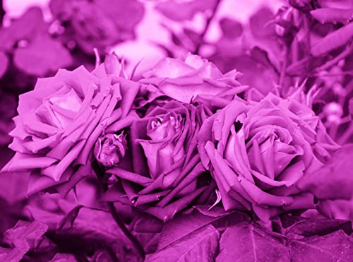 150 Stück lila rosen blumen samen Rose kletterrosen - Seltene Pflanzen serie - bienen geschenk bodendecker winterhart nachhaltiges geschenk blumen balkon