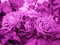 150 Stück lila rosen blumen samen Rose kletterrosen - Seltene Pflanzen serie - bienen geschenk bodendecker winterhart nachhaltiges geschenk blumen balkon