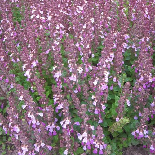 Edel-Gamander purpurrosa, Topf 11x11 cm, 3 Pflanzen