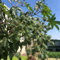 semi di ricino - aiuole rialzate per piante di ricino giardino erbe aromatiche - serie piante rare - per gli amanti del giardino da resistenti in vaso semi fiori da 15pcs
