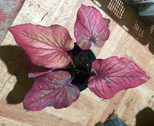 Huifang Fresh 100 Pz Semi di piante a foglia di Caladium Viola