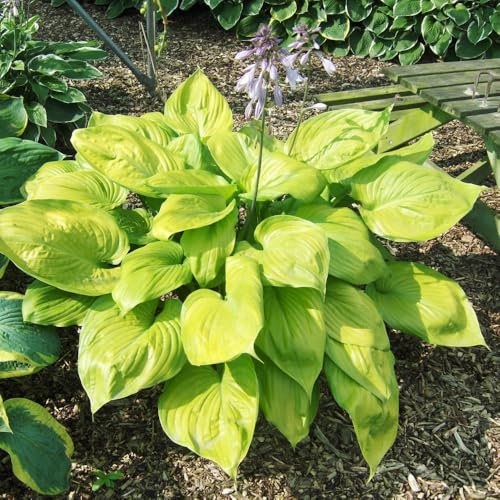 Hosta 'Sum and Substance' – Award-Winning Hardy Perennial with Large Yellow Foliage, Perfect for Shaded Areas, RHS AGM Winner - 1x 1 Litre Potted Plants by Thompson & Morgan