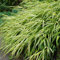 Blumixx Stauden Hakonechloa macra 'Aureola' – Japanwaldgras, Ziergras mit grünlich-gelber Blattfärbung, winterhart, für Halbschatten, 0,5 Liter Topf