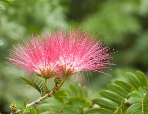 Seedeo Brasilianischer Regenbaum Samanea saman 15 Samen