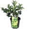 Lima Verde Árbol Natural Citrus Latifolia Planta de Lima Verde Árbol Frutal de Limón Verde