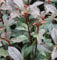 Kompakte Glanzmispel 25-30cm - Photinia fraseri