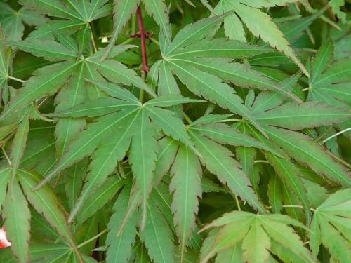 Japanischer Ahorn 'Arakawa' 80-100 cm Topf Acer palmatum winterhart