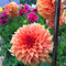 Dahlienzwiebel,Winterhart Mehrjährig, GroßEn BlüTen, Dahlien-Pompons,Eine Zwiebelpflanze Mit Langer BlüTezeit,Leuchtend Und Attraktiv,Dahlien Knollen Winterhart-4zwiebeln-B