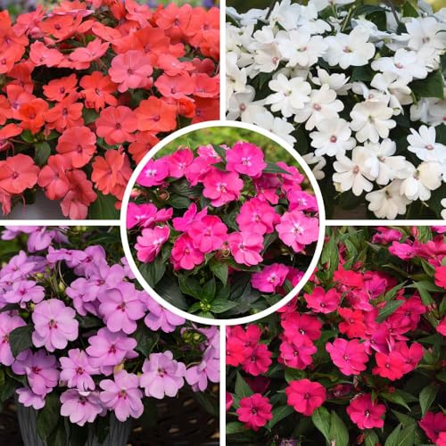 YouGarden Busy Lizzie 'Solarscape', Set of 12 Plug Plants, Ready to Grow On and Plant, Container or Garden Border Plants, for Spring to Summer Flowering
