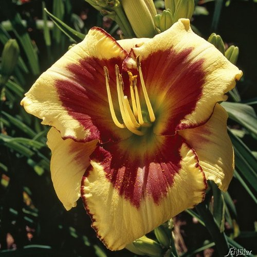 Taglilie El Desperado - Hemerocallis - Im 9 cm Topf - Lilien Zierpflanze, winterhart zum Pflanzen, farben-frohe Blüten, mehrjährig - Top Qualität von Garten Schlüter