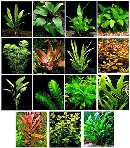 35 Live Aquarium Plants / 12 Different Kinds - 3 Amazon Swords (2 Kinds), Java Fern, Anubias, Egeria and Much More! Great Selection of Aquarium Plants for 30-40 gal Tanks!