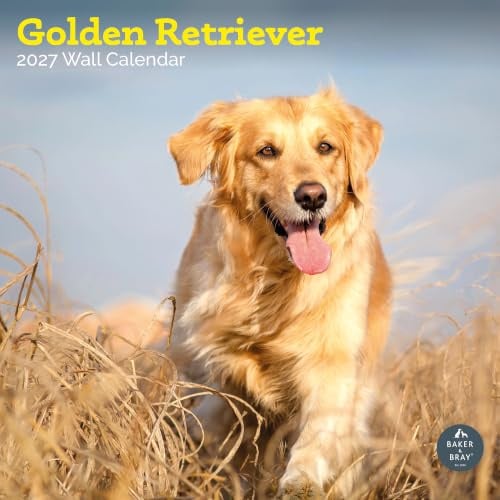 Golden Retriever Kalender 2024 | Quadratischer Wandkalender | 16 Monate | Baker and Bray