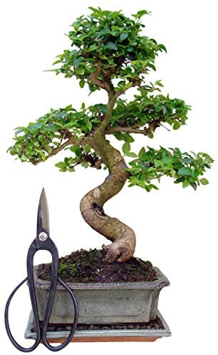 Genki-Bonsai Starterset Chinesischer Liguster ca. 30–35 cm – 3-teiliges Bonsai Komplettset mit Schere & Untersetzer – pflegeleichter Indoor-Zimmerbonsai für Anfänger & Fortgeschrittene