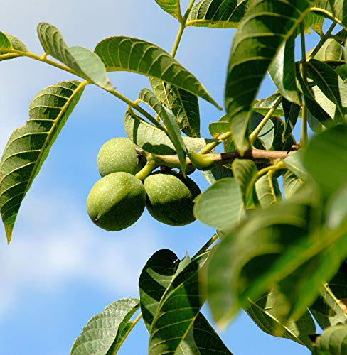 Echter Walnuss 125-150cm - Juglans regia